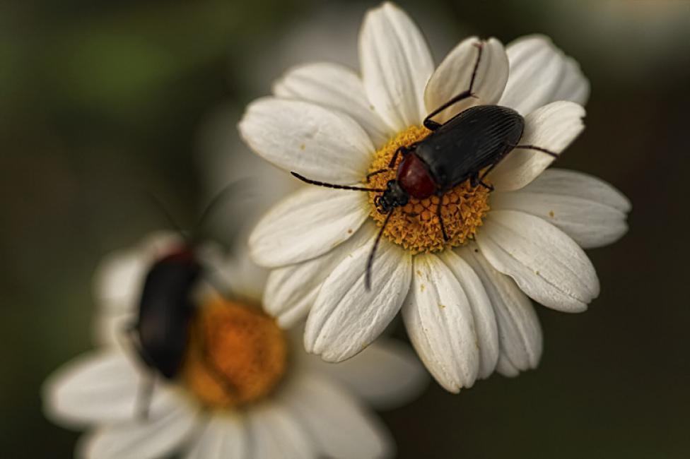 Imagen 4 de la galería de Macrofotografía